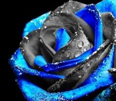 Thin Blue Line Rose